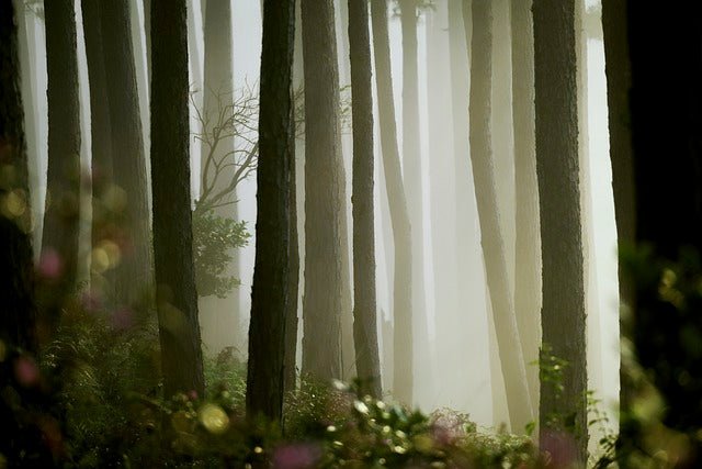 How to Choose the Best Humidifier for Your Home - BonPrix Électroménagers